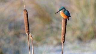 Kingfisher
