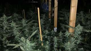 Cannabis plants