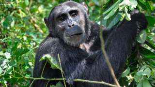 A chimpanzee in Uganda's Kibale National Park