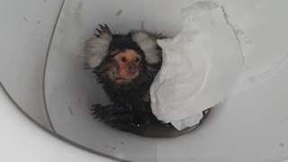 Marmoset in toilet