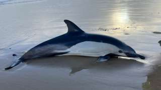 A large dolphin lies on the beach