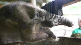 An elephant that was injured by a snare at the Elephant Training Center, in Saree village, Aceh Besar, Indonesia