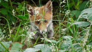 A fox in between long grass in Teddington's Bushy Park in south-west London