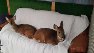 Deer at the sanctuary