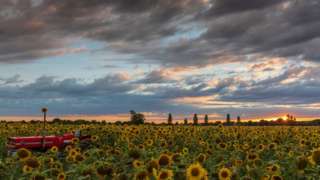 Sunflowers in bloom on a farm