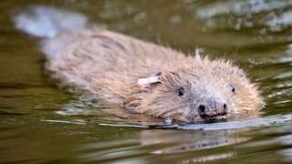 A beaver in the water