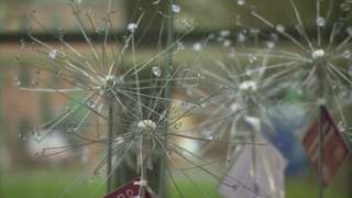 Dandelions are being sold to raise funds for a new hospital garden in Gloucestershire.