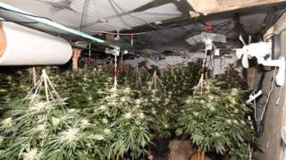 Image of cannabis plants inside the building.