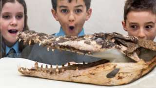 children looking a crocodile remains