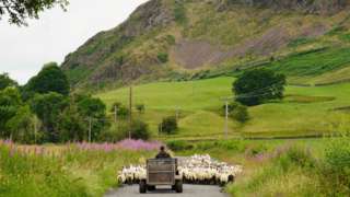 Farmer herding sheep