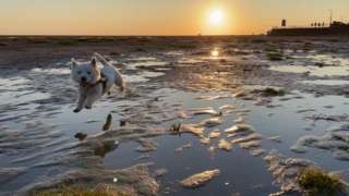 A dog running along a beach at sunset
