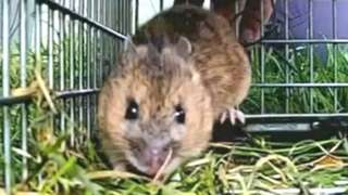 St Kilda mouse