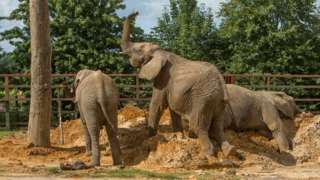 The elephants at Howletts