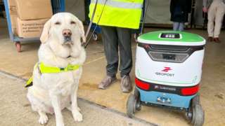 Labrador with guide dog harness standing next to white and green delivery robot