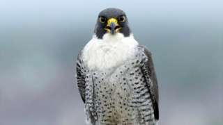 Peregrine falcon