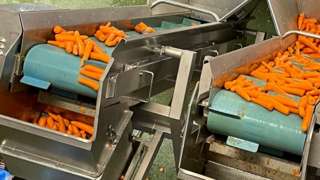 Carrot production at Alfred G Pearce