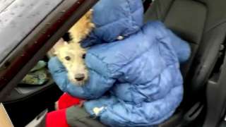 The moment lurcher puppy Moth was reunited with his family