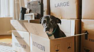Dog in cardboard box