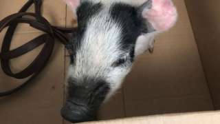 Pig found in sreet in Norwich