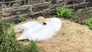Swan in nest