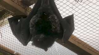 Livingstone fruit bat and its pup hanging upside down in enclosure