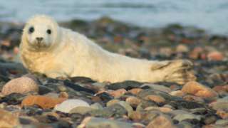 Grey seal pup at South Walney Nature Reserve