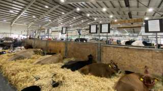 Cows at Devon County Show