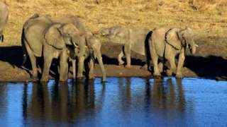 African Savannah elephants at a watering hole