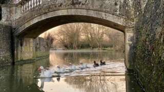 Geese swimming in a row under a bridge