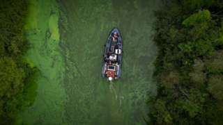 Blue-green algae at Lough Neagh