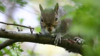 Squirrel