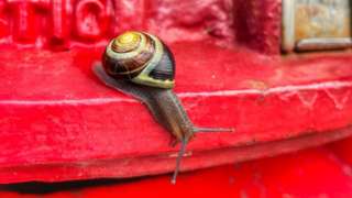 Snail on mail box