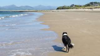 Dog on a beach at Llandanwg near Harlech