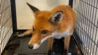 Fox caught in laundrette