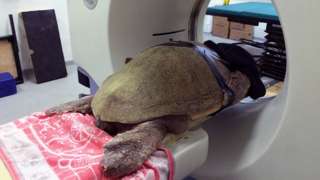 Turtle having CT scan