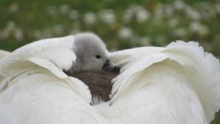 A cygnet resting on a swan