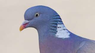 Stock image of a pigeon