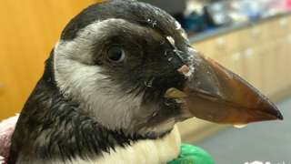 Recovering puffin