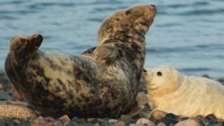 Seal and pup at South Walney Nature Reserve
