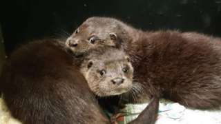 The orphaned otters