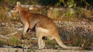 Wallaby