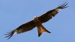 Red kite