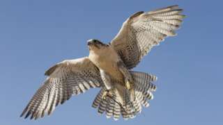 Stock image of peregrine falcon