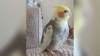 Grey and yellow parrot