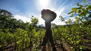 A "raspachin" (farmer collector of coca), carries a sack with coca leaves in a field next to the river Inirida in the Guaviare department, Colombia on September 25, 2017