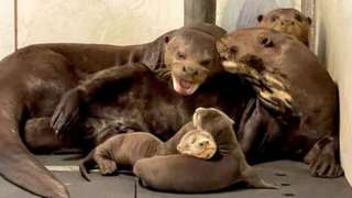 Otter pups with parents