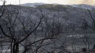 Scorched mountain sides and tress in Tizi Ouzou, northern Algeria, caused by forest fires