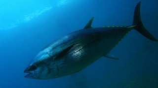 A bluefin tuna