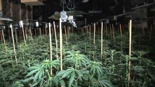 Cannabis farm