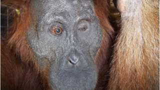 Aan the orangutan